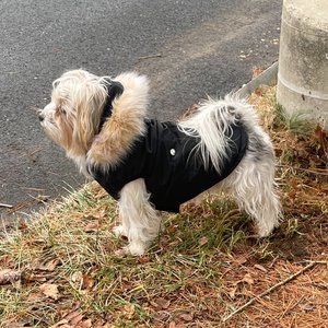 Winter Coat for Dog from Pajar
